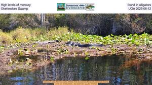 [High levels of mercury found in alligators, Okefenokee Swamp, UGA 2025-06-12]