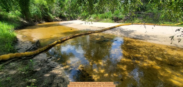 [WaterGoat at Sugar Creek --jsq for WWALS, 2025:06:12 13:41:30, 30.8624916, -83.3185588]