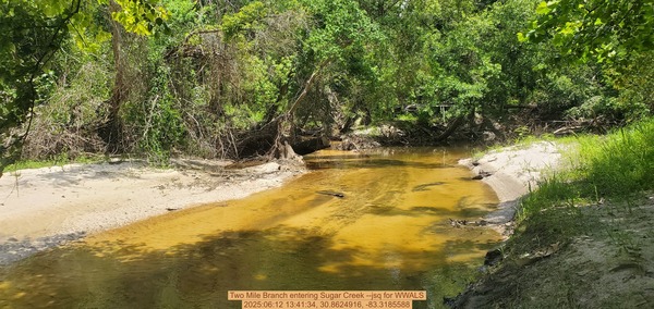 Two Mile Branch entering Sugar Creek --jsq for WWALS, 2025:06:12 13:41:34, 30.8624916, -83.3185588