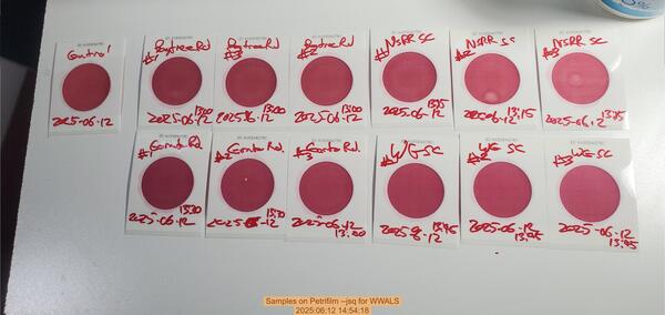[Samples on Petrifilm --jsq for WWALS, 2025:06:12 14:54:18]