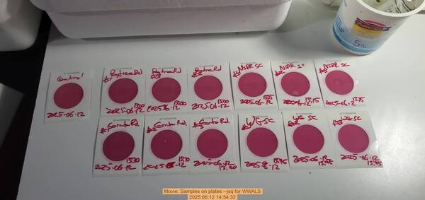 Movie: Samples on plates --jsq for WWALS, 2025:06:12 14:54:32
