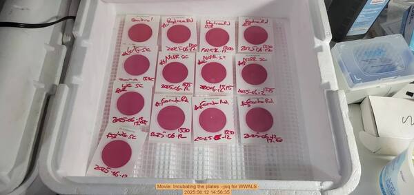 Movie: Incubating the plates --jsq for WWALS, 2025:06:12 14:56:35