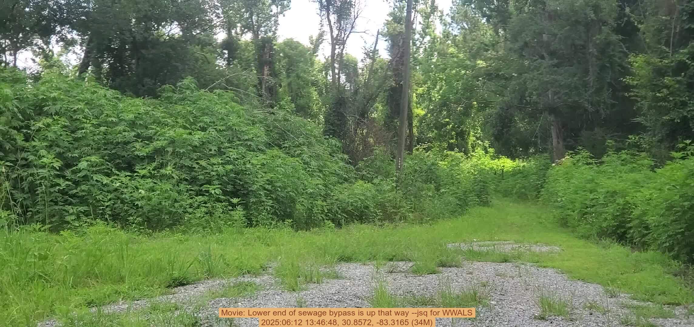 Movie: Lower end of sewage bypass is up that way --jsq for WWALS, 2025:06:12 13:46:48, 30.8572, -83.3165 (34M)
