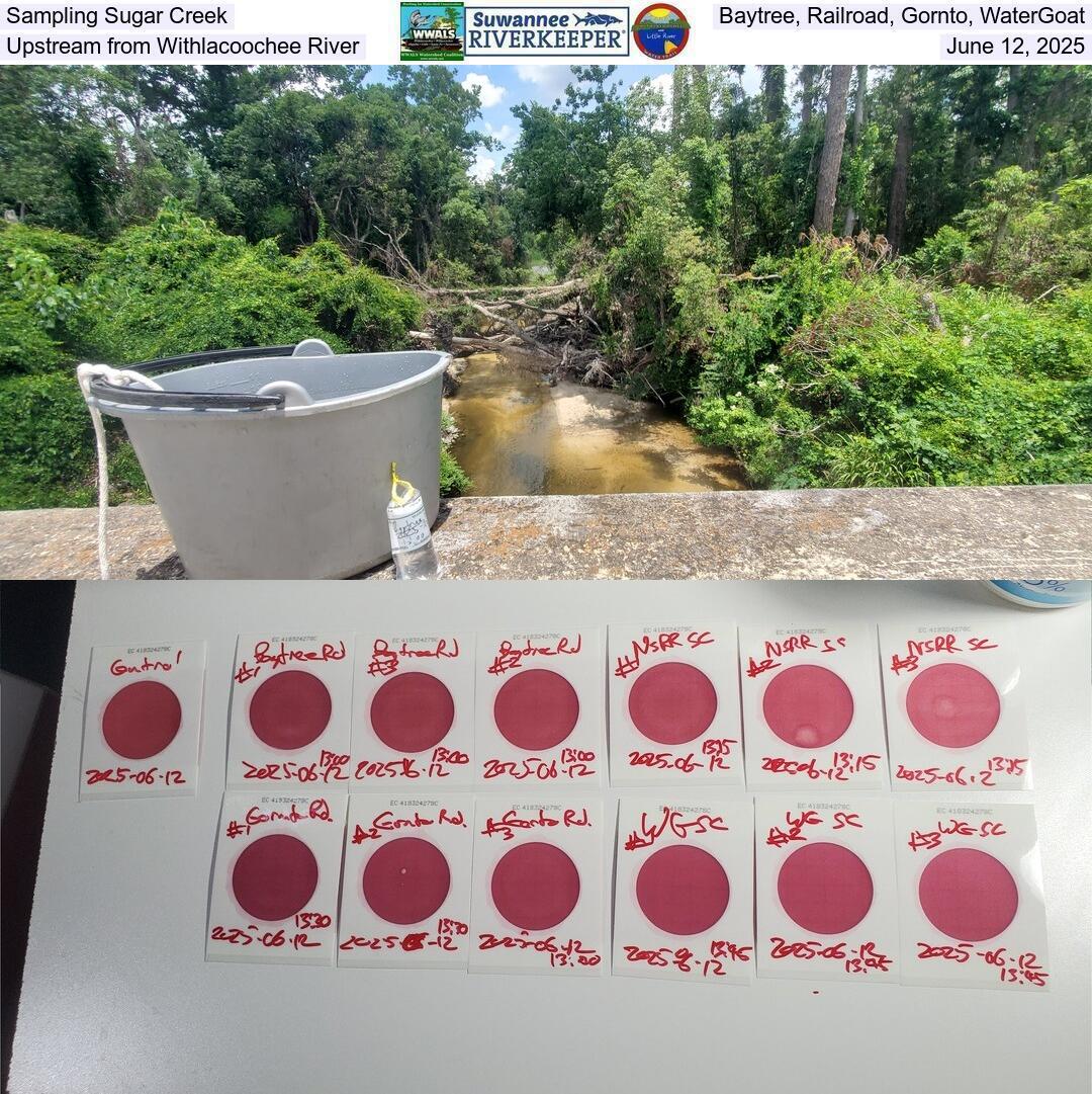 Sampling Sugar Creek, Baytree, Railroad, Gornto, WaterGoat, Upstream from Withlacoochee River, June 12, 2025