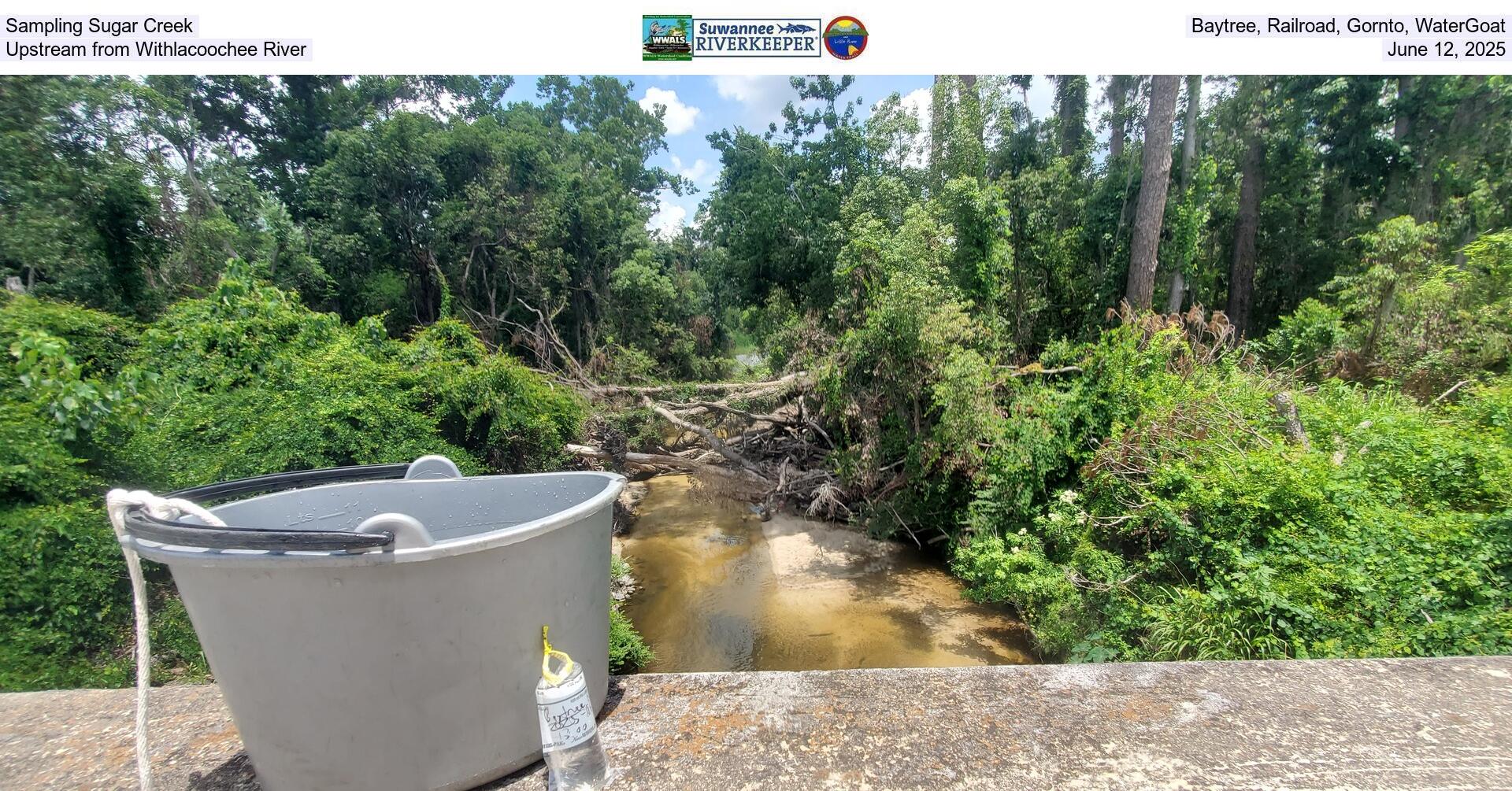 [Sampling Sugar Creek, Baytree, Railroad, Gornto, WaterGoat, Upstream from Withlacoochee River, June 12, 2025]