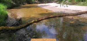 [Movie: WaterGoat on Sugar Creek --jsq for WWALS, 2025:06:12 13:41:45, 30.8624916, -83.3185588 (62M)]