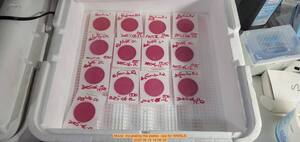 [Movie: Incubating the plates --jsq for WWALS, 2025:06:12 14:56:35]