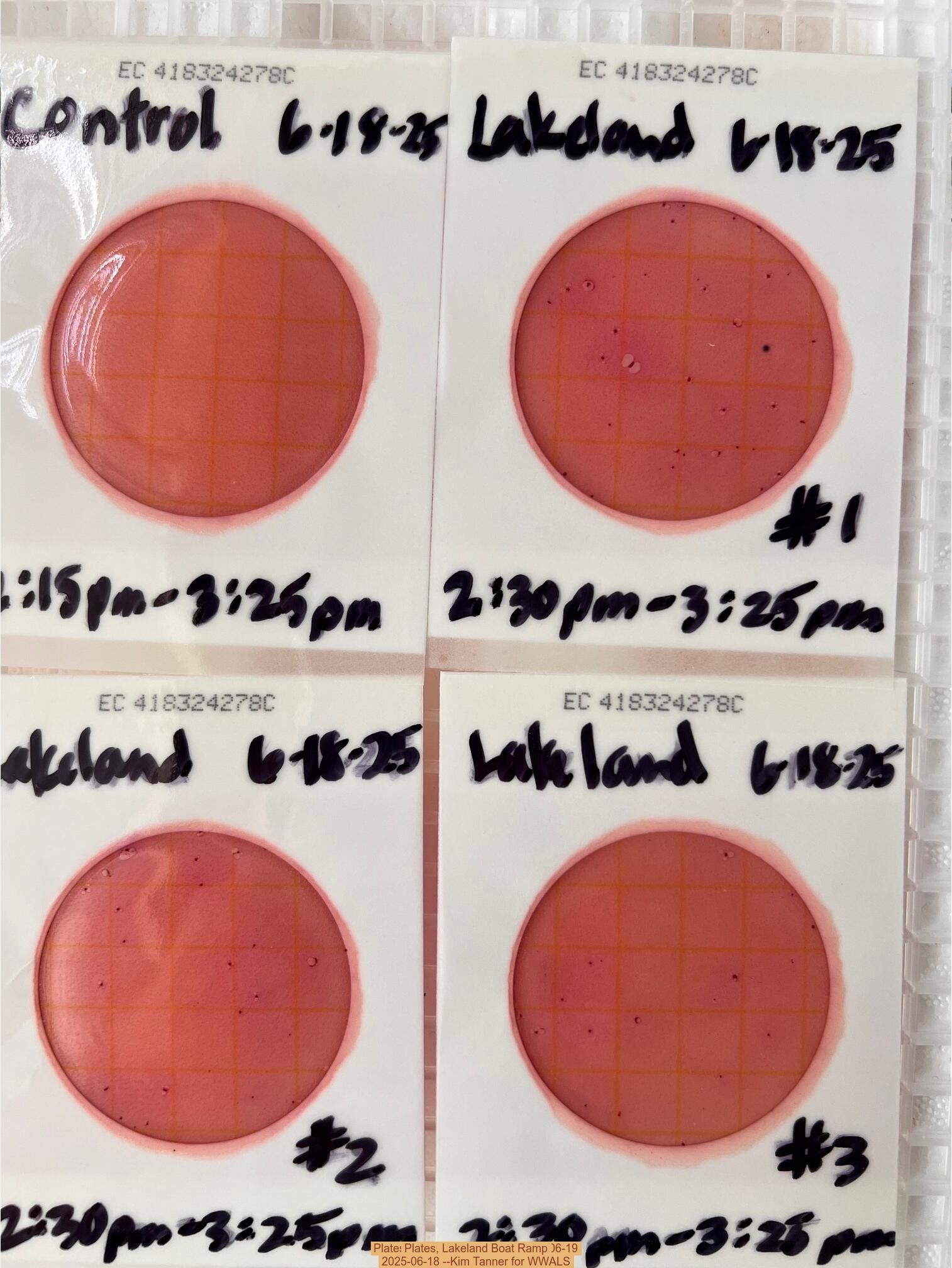 Plates, Lakeland Boat Ramp, 2025-06-18 --Kim Tanner for WWALS