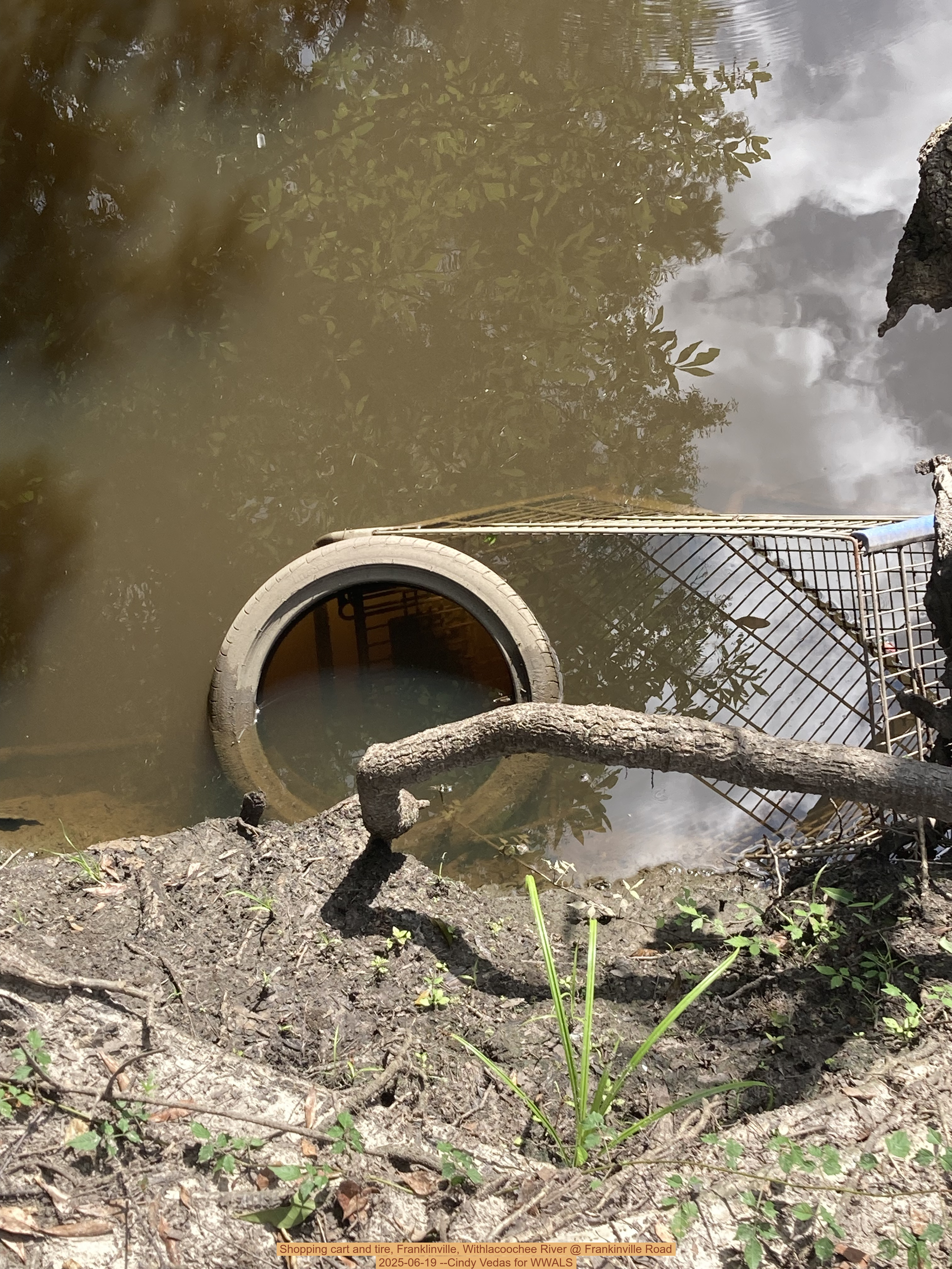 Shopping cart and tire, Franklinville, Withlacoochee River @ Frankinville Road, 2025-06-19 --Cindy Vedas for WWALS
