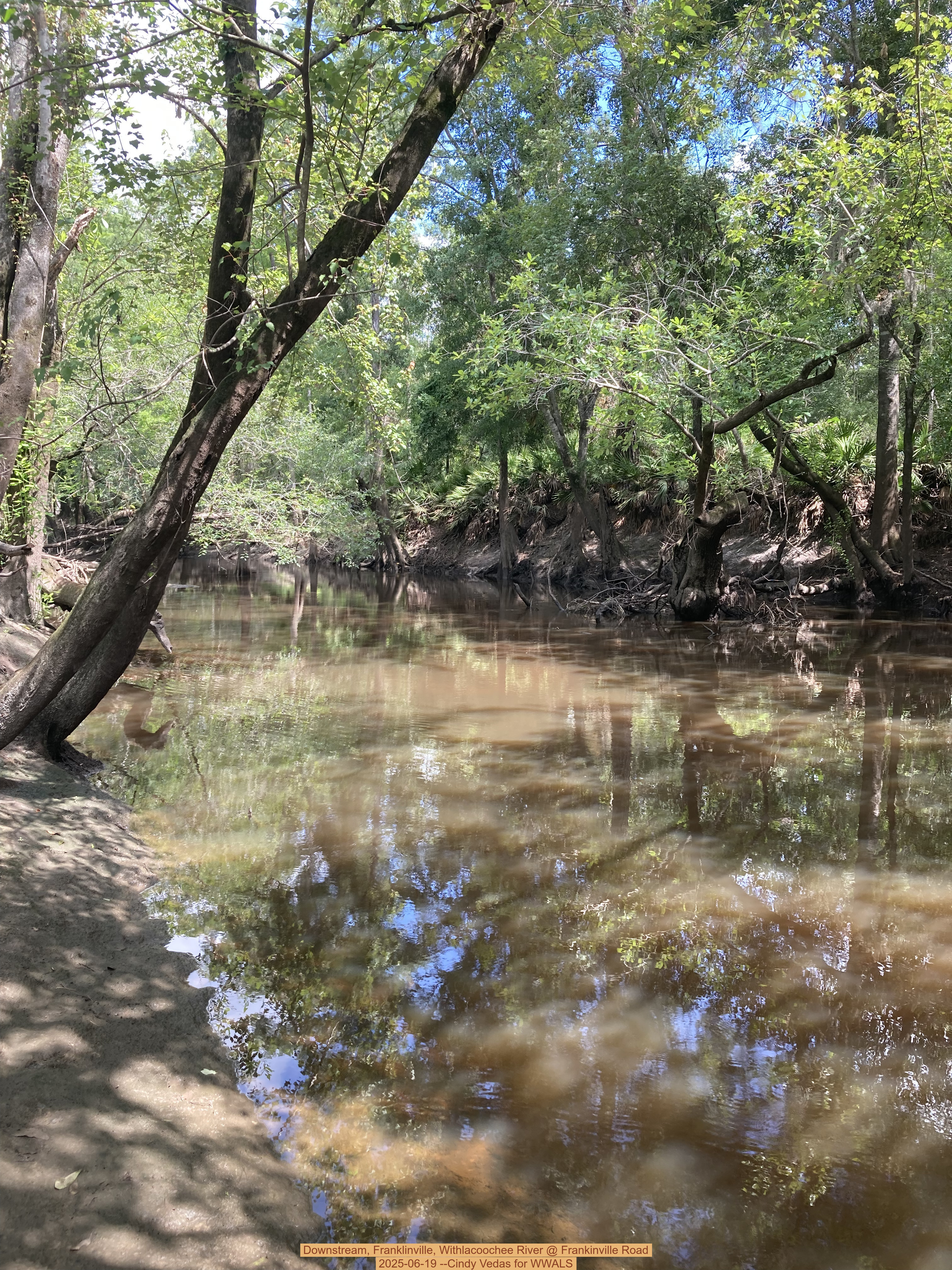 Downstream, Franklinville, Withlacoochee River @ Frankinville Road, 2025-06-19 --Cindy Vedas for WWALS