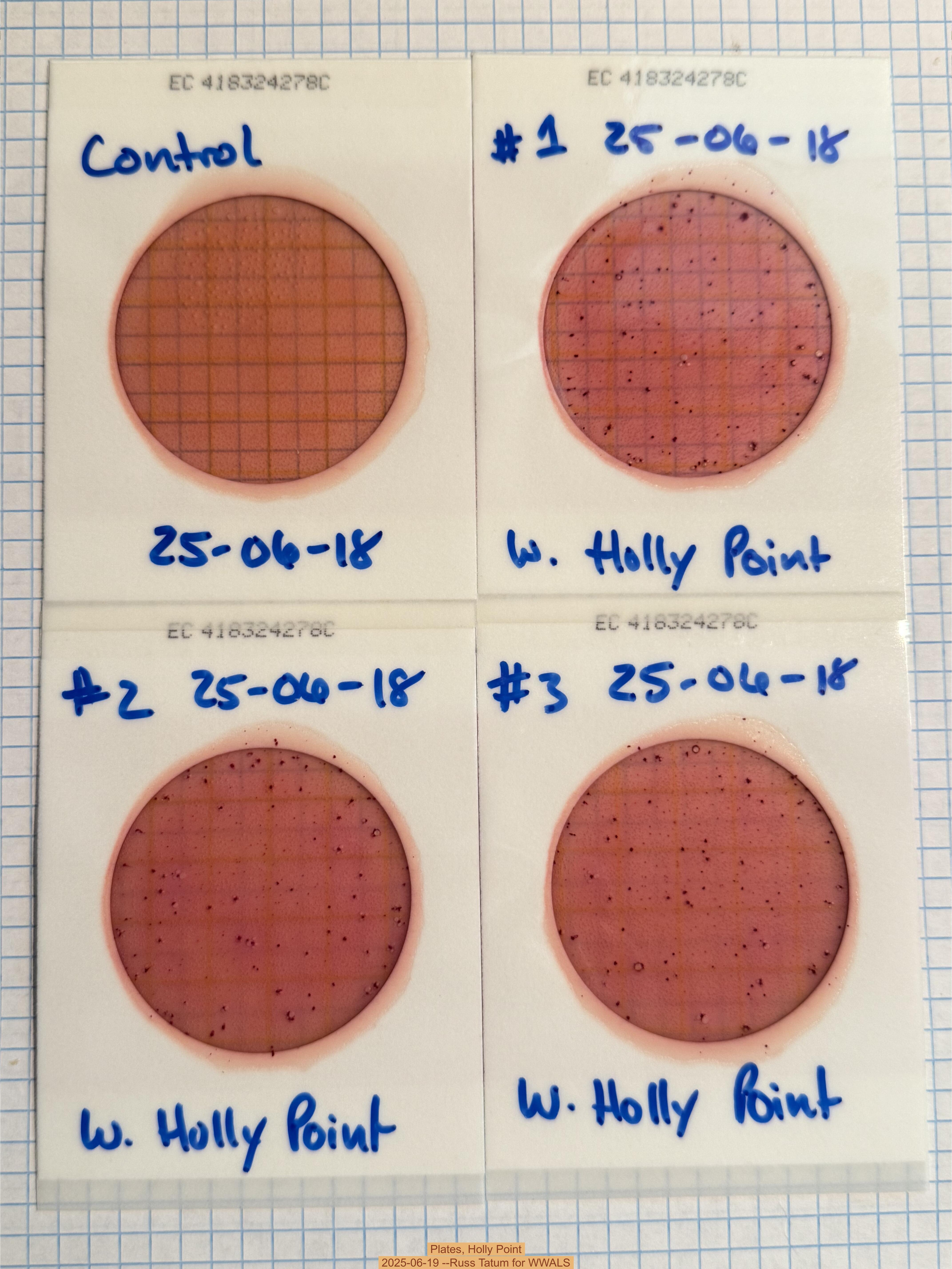Plates, Holly Point, 2025-06-19 --Russ Tatum for WWALS
