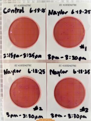 [Plates, Naylor Park Beach, 2025-06-18 --Kim Tanner for WWALS]
