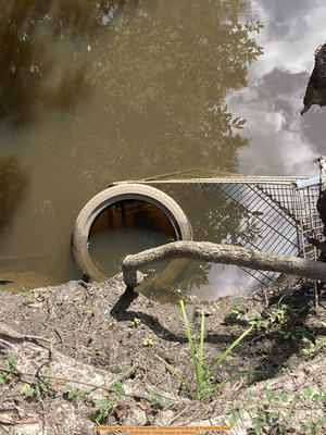 [Shopping cart and tire, Franklinville, Withlacoochee River @ Frankinville Road, 2025-06-19 --Cindy Vedas for WWALS]