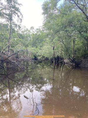 [Downstream, Langdale Park Boat Ramp, Withlacoochee River @ North Valdosta Road, 2025-06-19 --Cindy Vedas for WWALS]