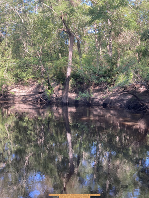 [Downstream, Staten Road, Withlacoochee River @ Staten Road, 2025-06-19 --Cindy Vedas for WWALS]