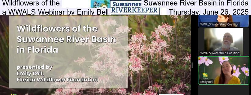 Wildflowers of the Suwannee River Basin in Florida, a WWALS Webinar by Emily Bell, Thursday, June 26, 2025