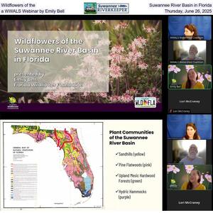 [Wildflowers of the Suwannee River Basin in Florida, a WWALS Webinar by Emily Bell, Thursday, June 26, 2025]