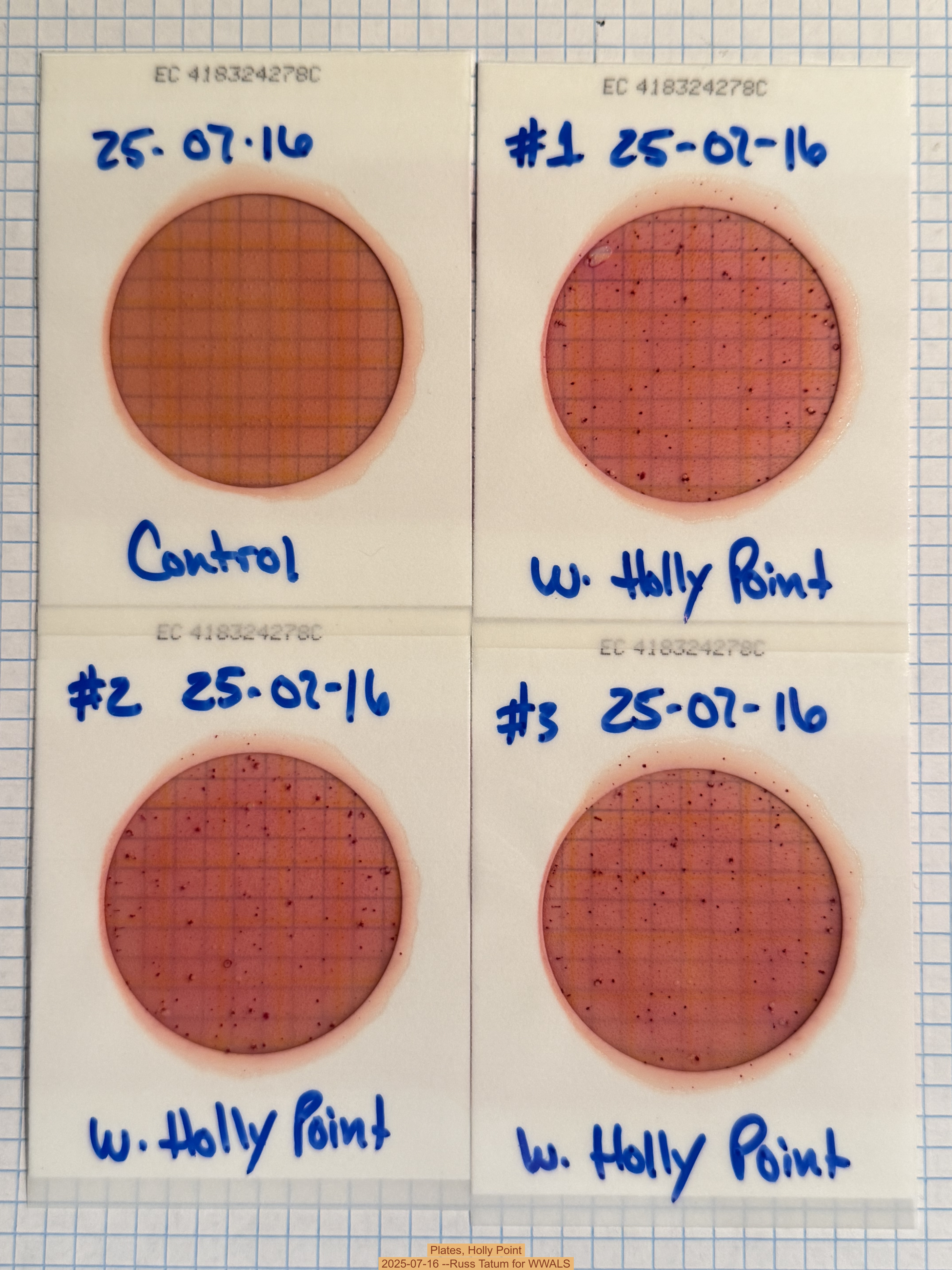 Plates, Holly Point 2025-07-16 --Russ Tatum for WWALS