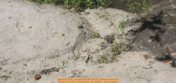 Ogeechee limes, Langdale Park Boat Ramp, Withlacoochee River, 2025:07:30 11:03:12, 30.8874635, -83.3240574 --jsq for WWALS