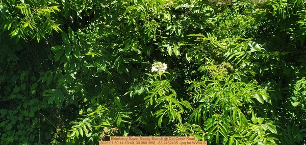 Elderberry flower, Beatty Branch @ Cat Creek Road, 2025:07:30 14:10:49, 30.9801958, -83.2462435 --jsq for WWALS