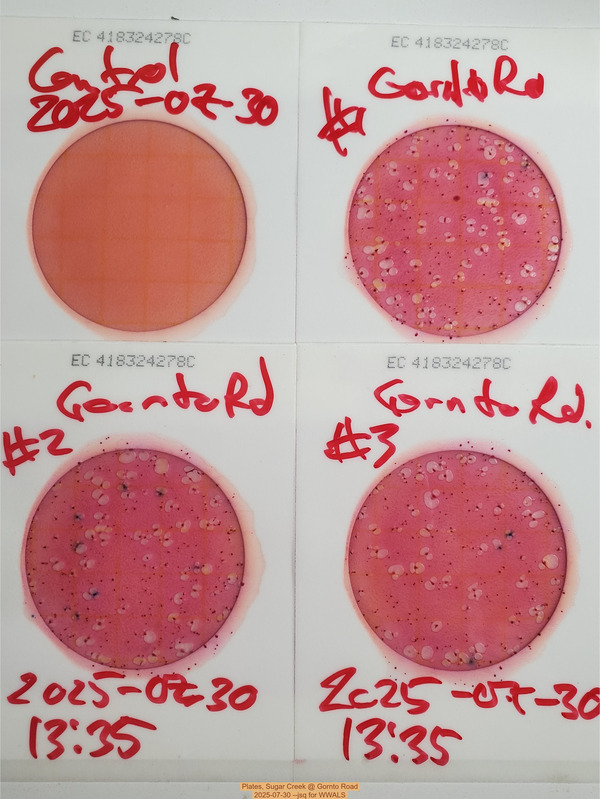Plates, Sugar Creek @ Gornto Road, 2025-07-30 --jsq for WWALS