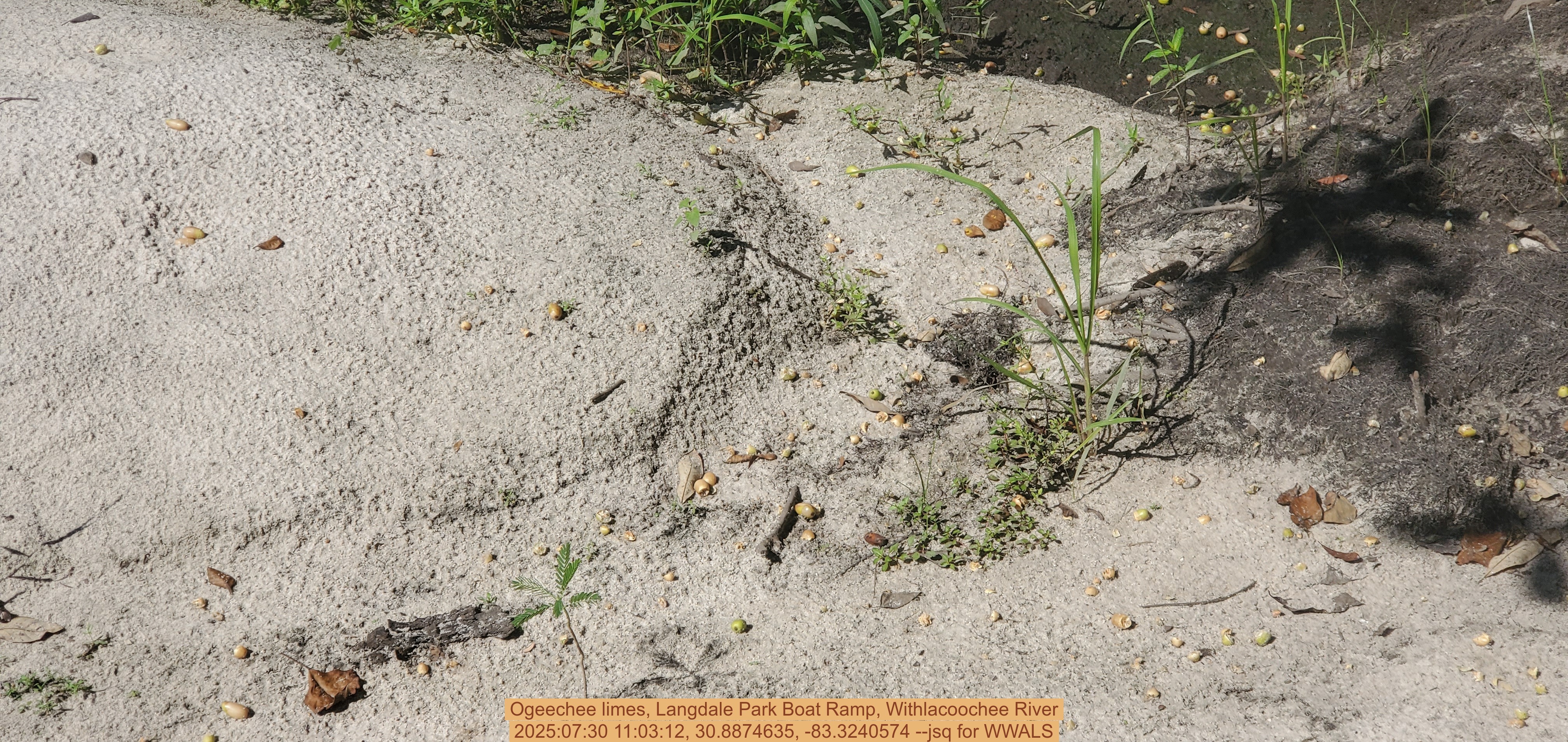Ogeechee limes, Langdale Park Boat Ramp, Withlacoochee River, 2025:07:30 11:03:12, 30.8874635, -83.3240574 --jsq for WWALS