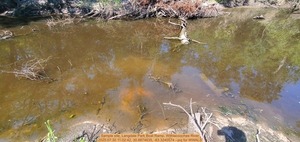 [Sample site, Langdale Park Boat Ramp, Withlacoochee River, 2025:07:30 11:02:42, 30.8874635, -83.3240574 --jsq for WWALS]