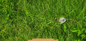 [Maypop with bee, Baytree Road, Sugar Creek, 2025:07:30 13:19:56, 30.8471193, -83.3141101 --jsq for WWALS]