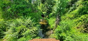 [Downstream, Beatty Branch @ Cat Creek Road, 2025:07:30 14:10:05, 30.9801819, -83.2463414 --jsq for WWALS]
