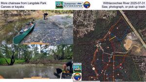 [More chainsaw from Langdale Park, Withlacoochee River 2025-07-31, Canoes or kayaks, Saw, photograph, or pick up trash]