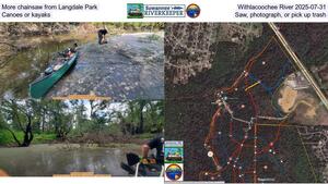 [More chainsaw from Langdale Park, Withlacoochee River 2025-07-31, Canoes or kayaks, Saw, photograph, or pick up trash]