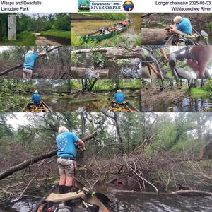 [Wasps and Deadfalls, Longer chainsaw 2025-08-03, Langdale Park, Withlacoochee River]