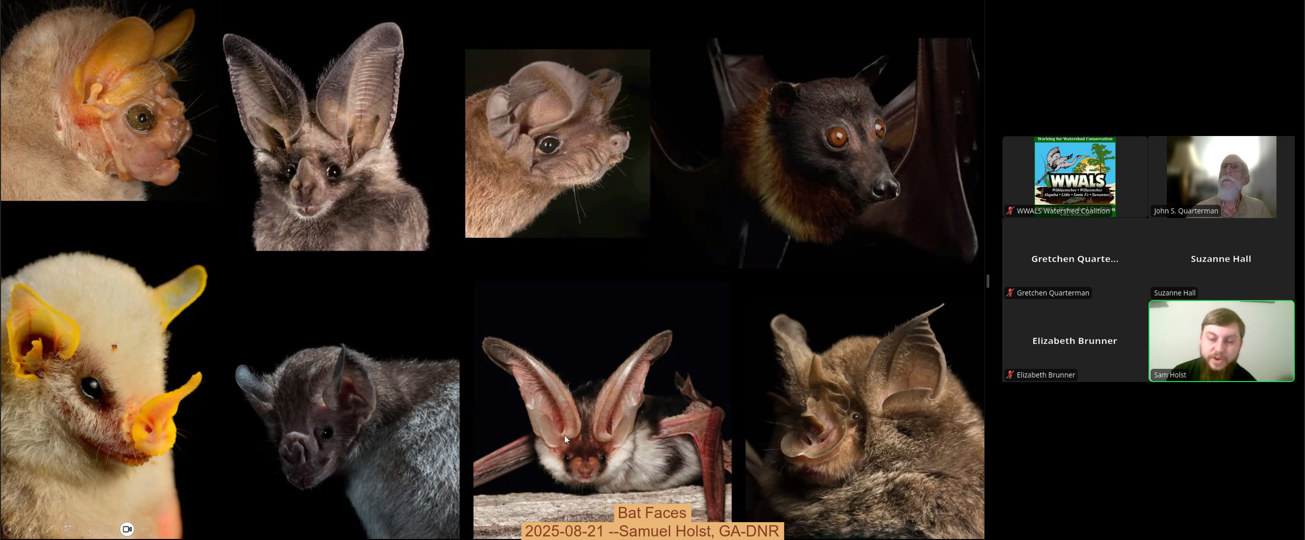 Bat Faces, 2025-08-21 --Samuel Holst, GA-DNR