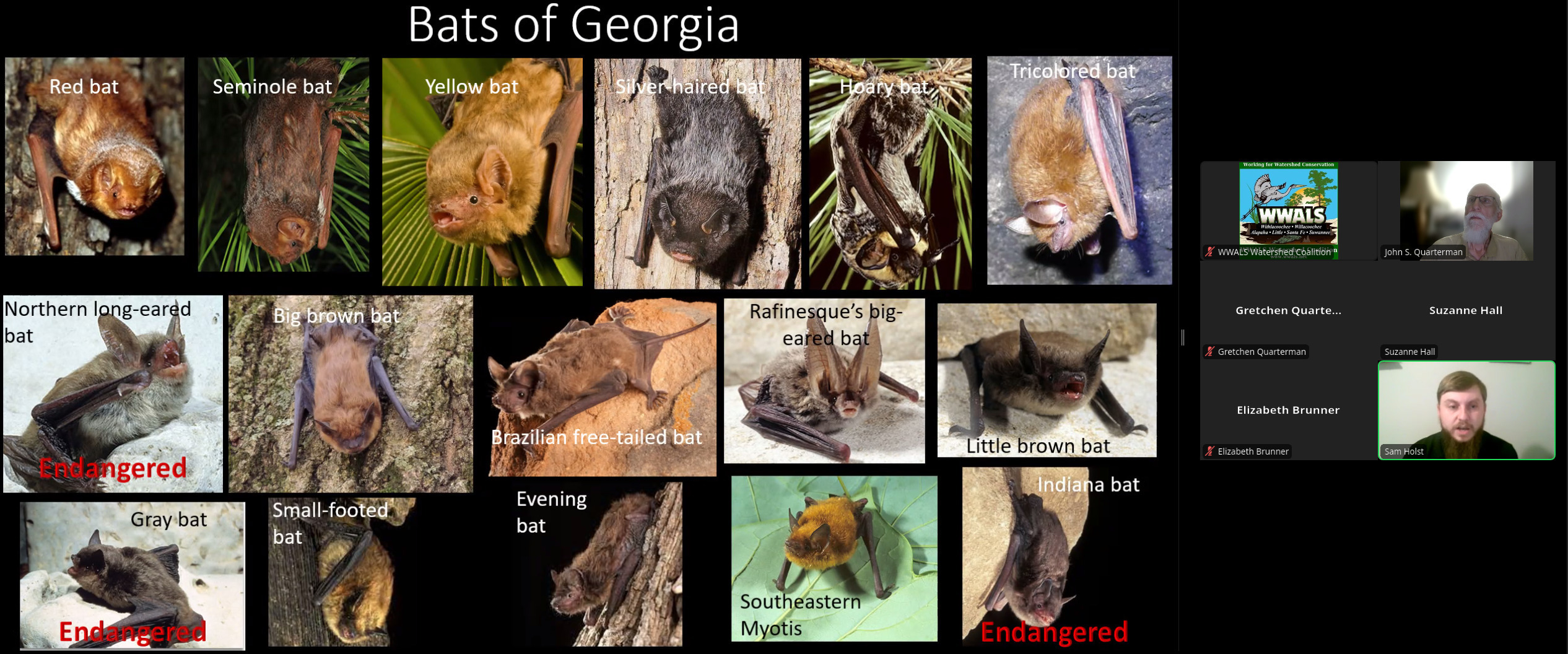 Bat Names, 2025-08-21 --Samuel Holst, GA-DNR