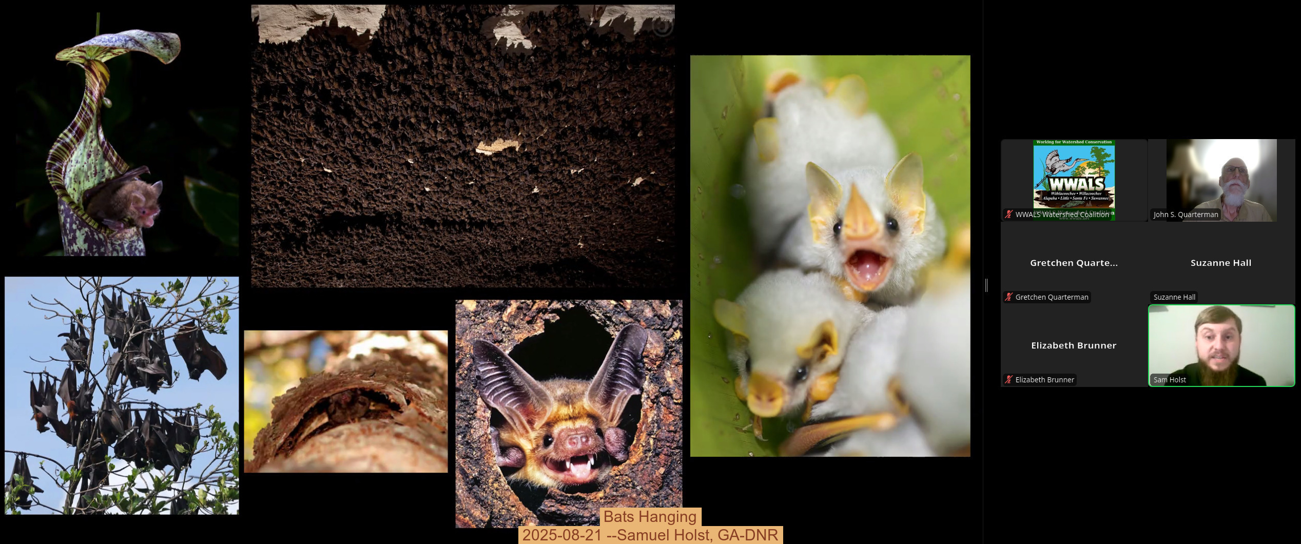 Bats Hanging, 2025-08-21 --Samuel Holst, GA-DNR