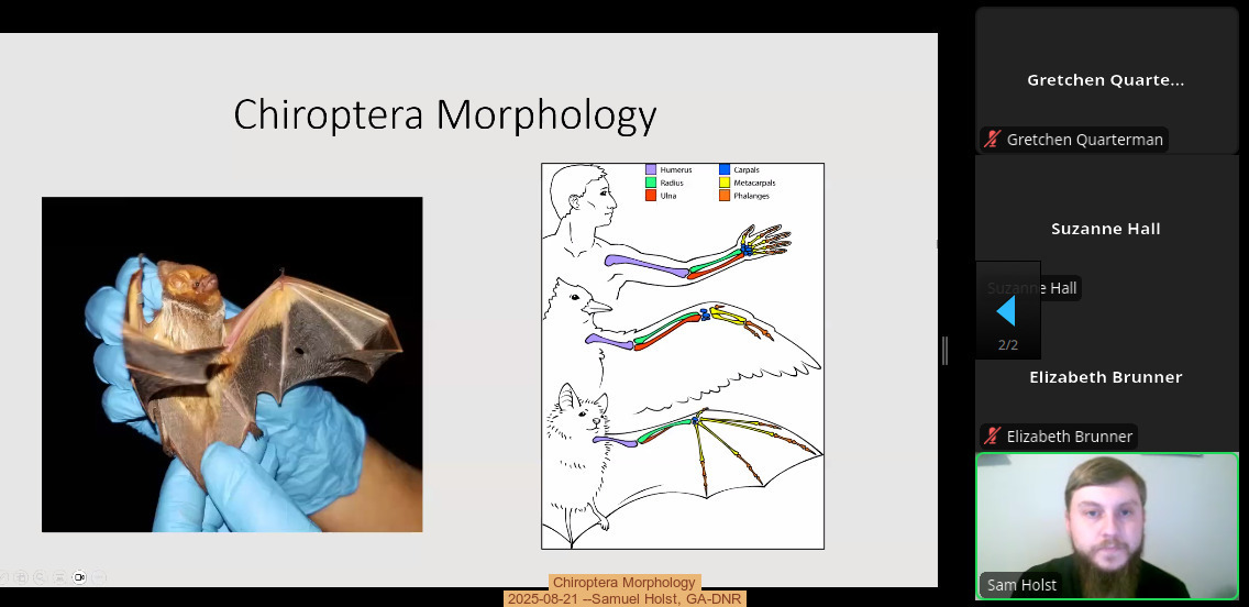 Chiroptera Morphology, 2025-08-21 --Samuel Holst, GA-DNR
