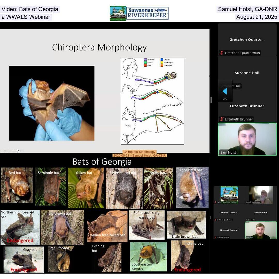 Video: Bats of Georgia, Samuel Holst, GA-DNR, a WWALS Webinar, August 21, 2025