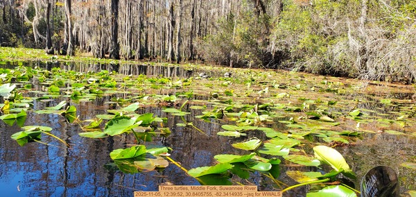 [Three turtles, Middle Fork, Suwannee River, 2025-11-05, 12:39:52, 30.8405755, -82.3414935 --jsq for WWALS]