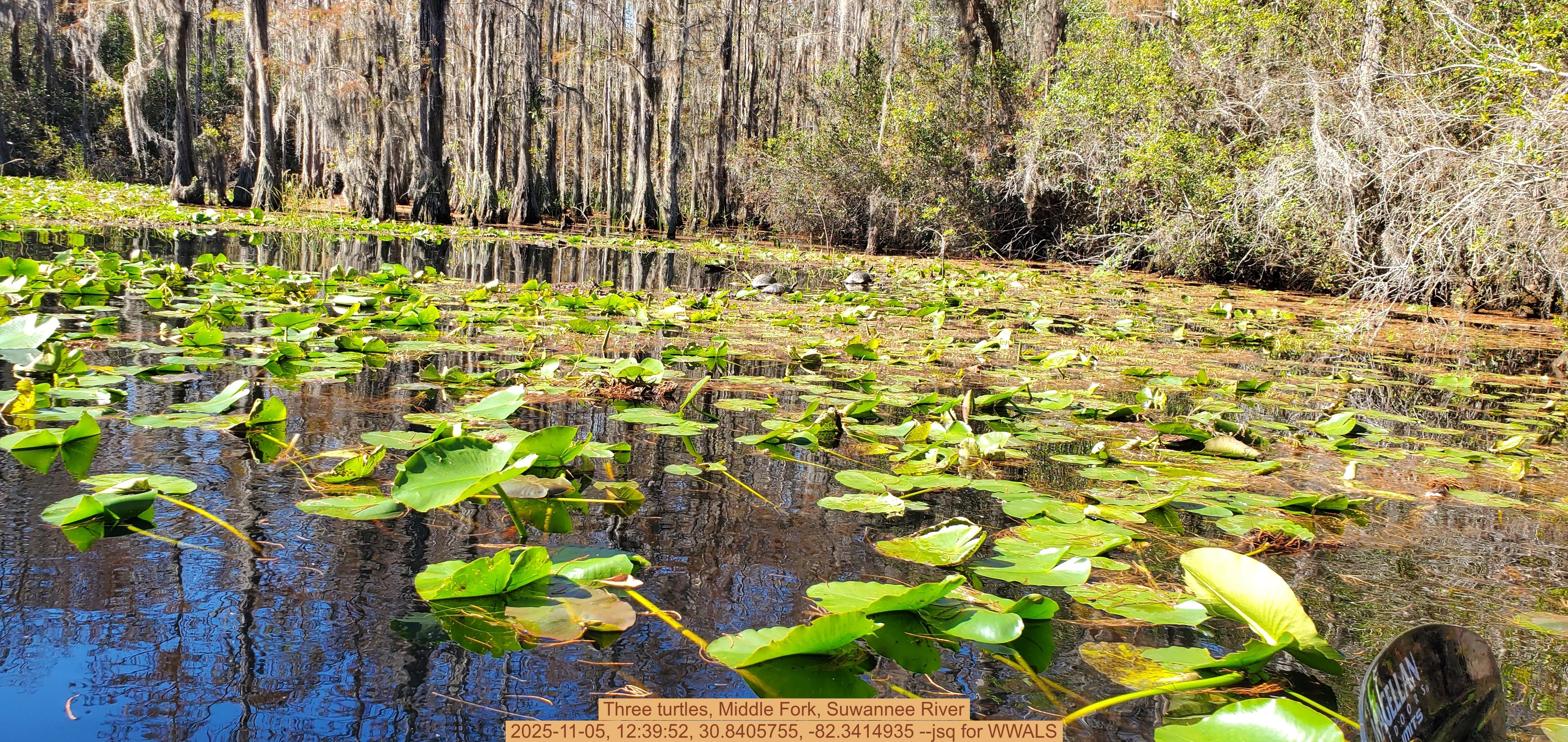 Three turtles, Middle Fork, Suwannee River, 2025-11-05, 12:39:52, 30.8405755, -82.3414935 --jsq for WWALS