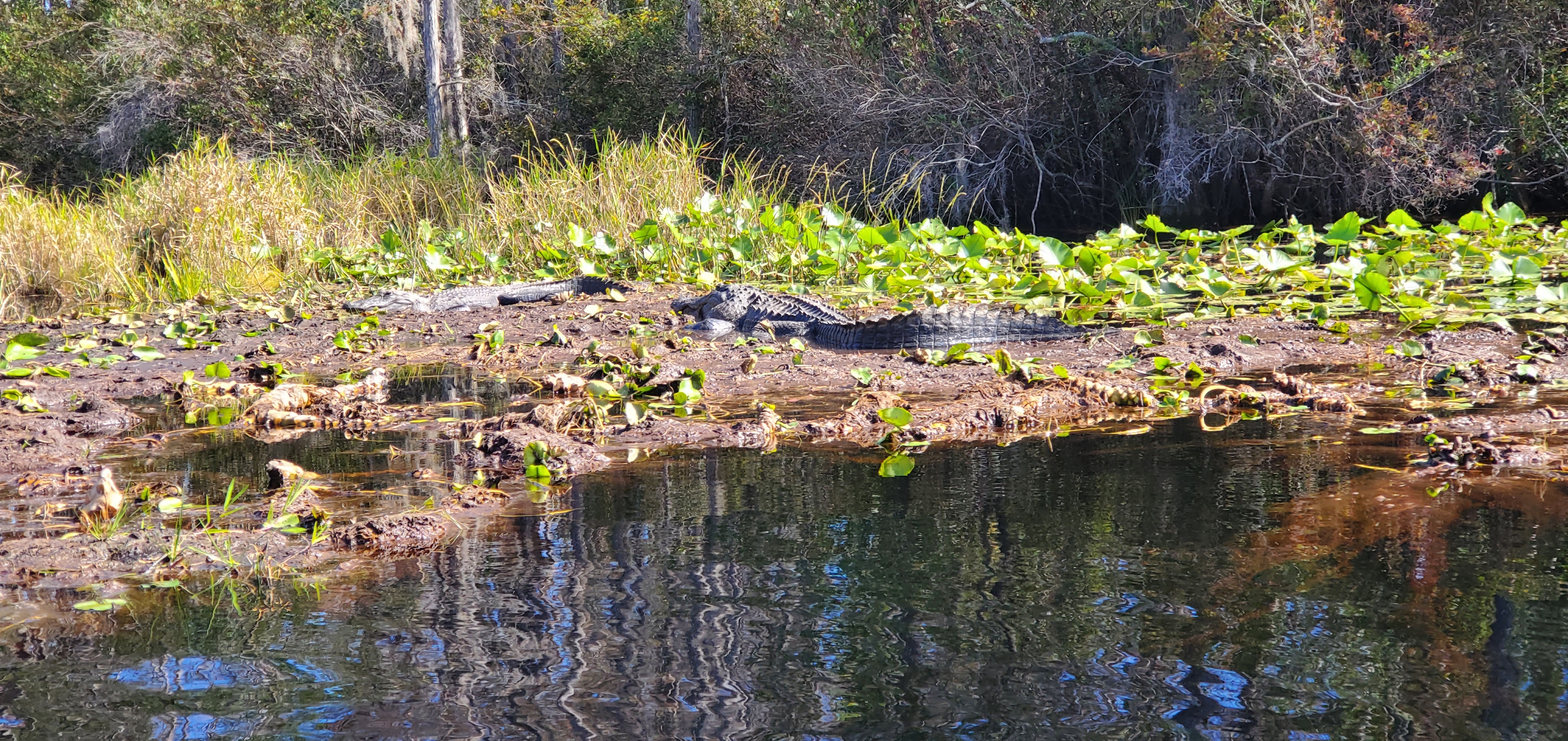 Gators on peat, 2023-11-04, 12:15:38, 30.8620445, -82.3229138 --jsq for WWALS