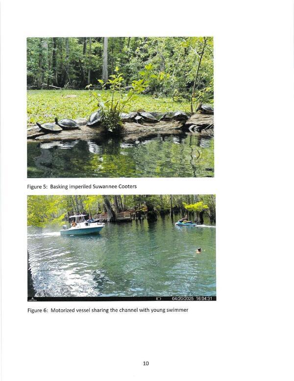 Figure 5: Basking imperiled Suwannee Cooters; Figure 6: Motorized vessel sharing the channel with young swimmer