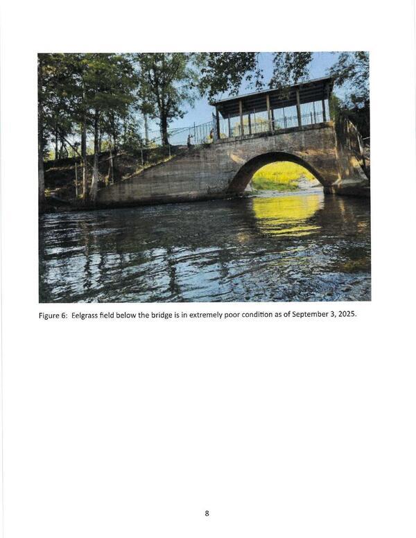 Figure 6: Eelgrass field below the bridge is in extremely poor condition as of September 3, 2025.