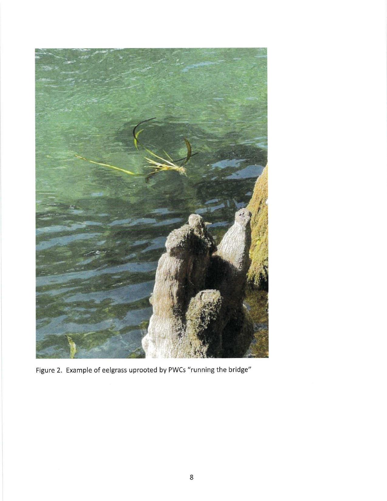 Figure 2. Example of eelgrass uprooted by PWCs “running the bridge”