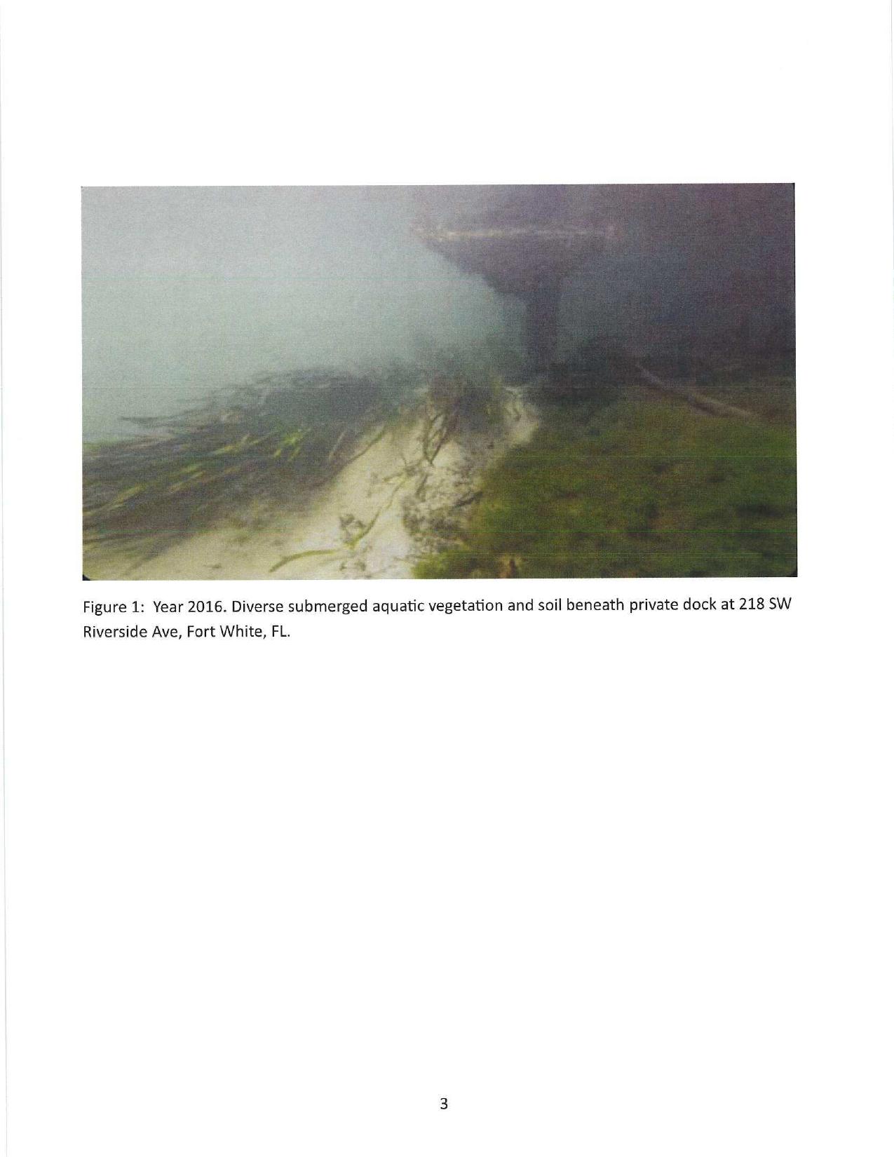 Figure 1: Year 2016. Diverse submerged aquatic vegetation and soil beneath private dock at 218 SW Riverside Ave, Fort White, FL.