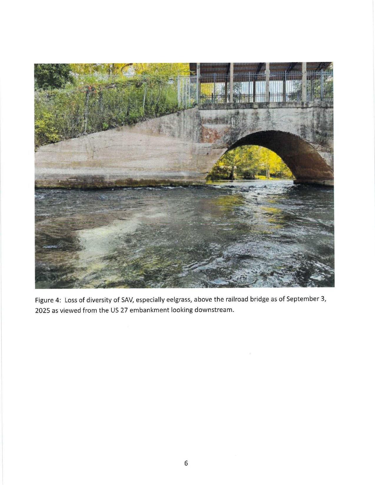 Figure 4: Loss of diversity of SAV, especially eelgrass, above the railroad bridge as of September 3, 2025 as viewed from the US 27 embankment looking downstream.