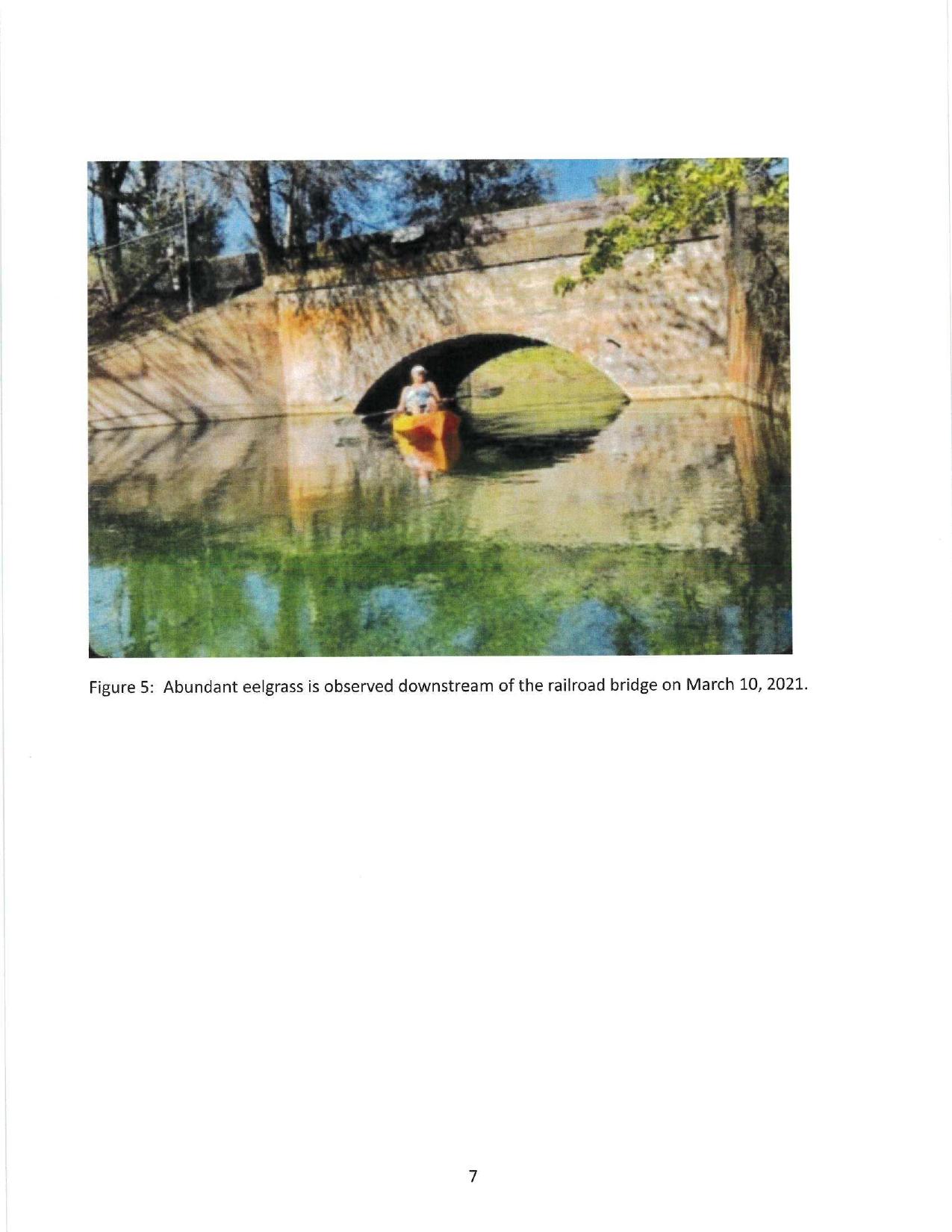 Figure 5: Abundant eelgrass is observed downstream of the railroad bridge on March 10, 2021.