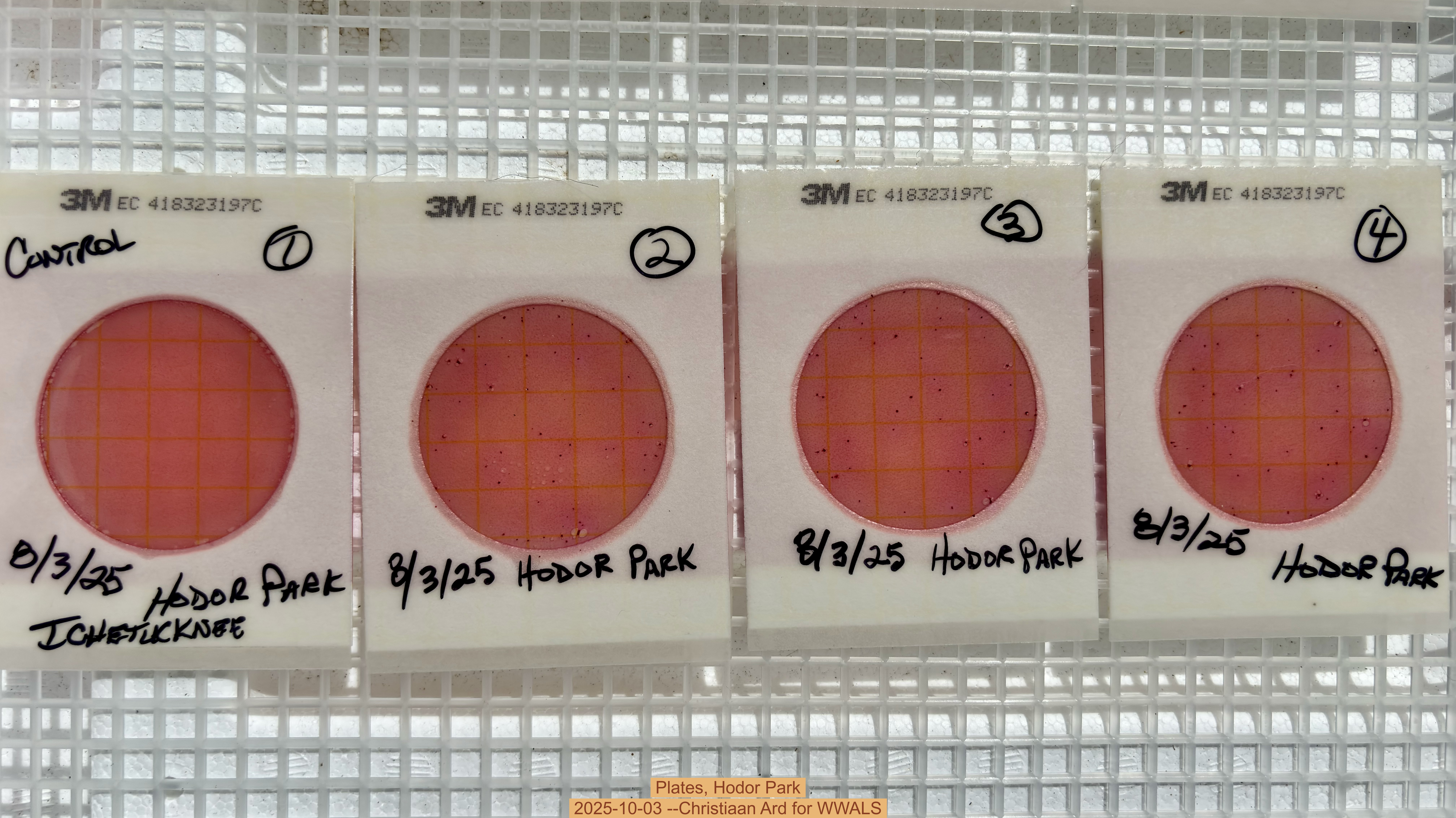 Plates, Hodor Park 2025-10-03 --Christiaan Ard for WWALS