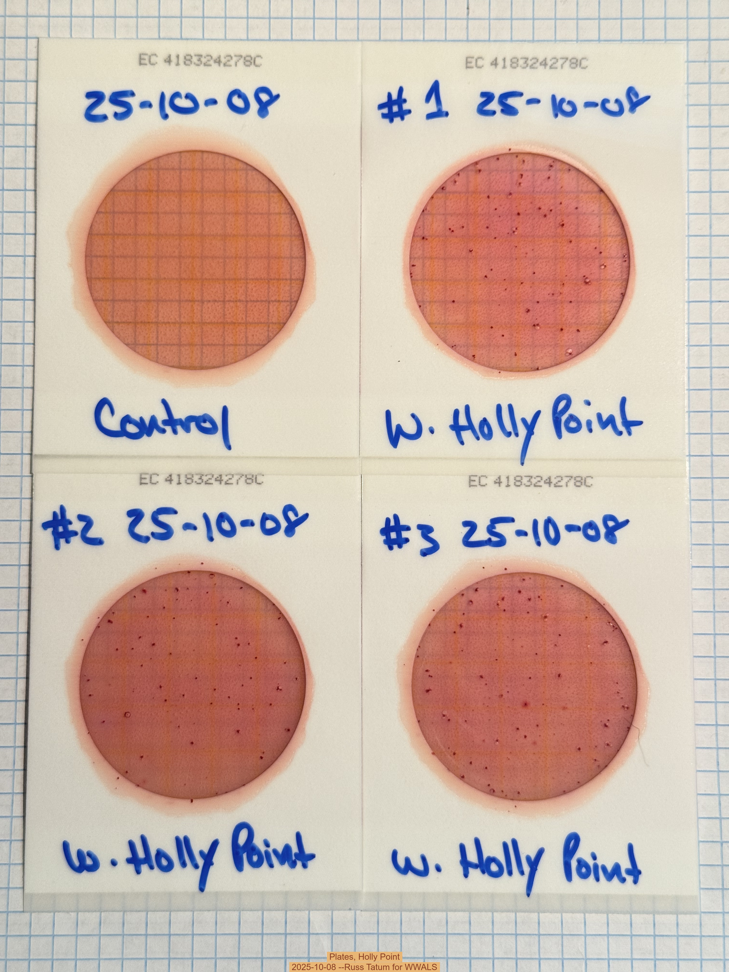 Plates, Holly Point 2025-10-08 --Russ Tatum for WWALS