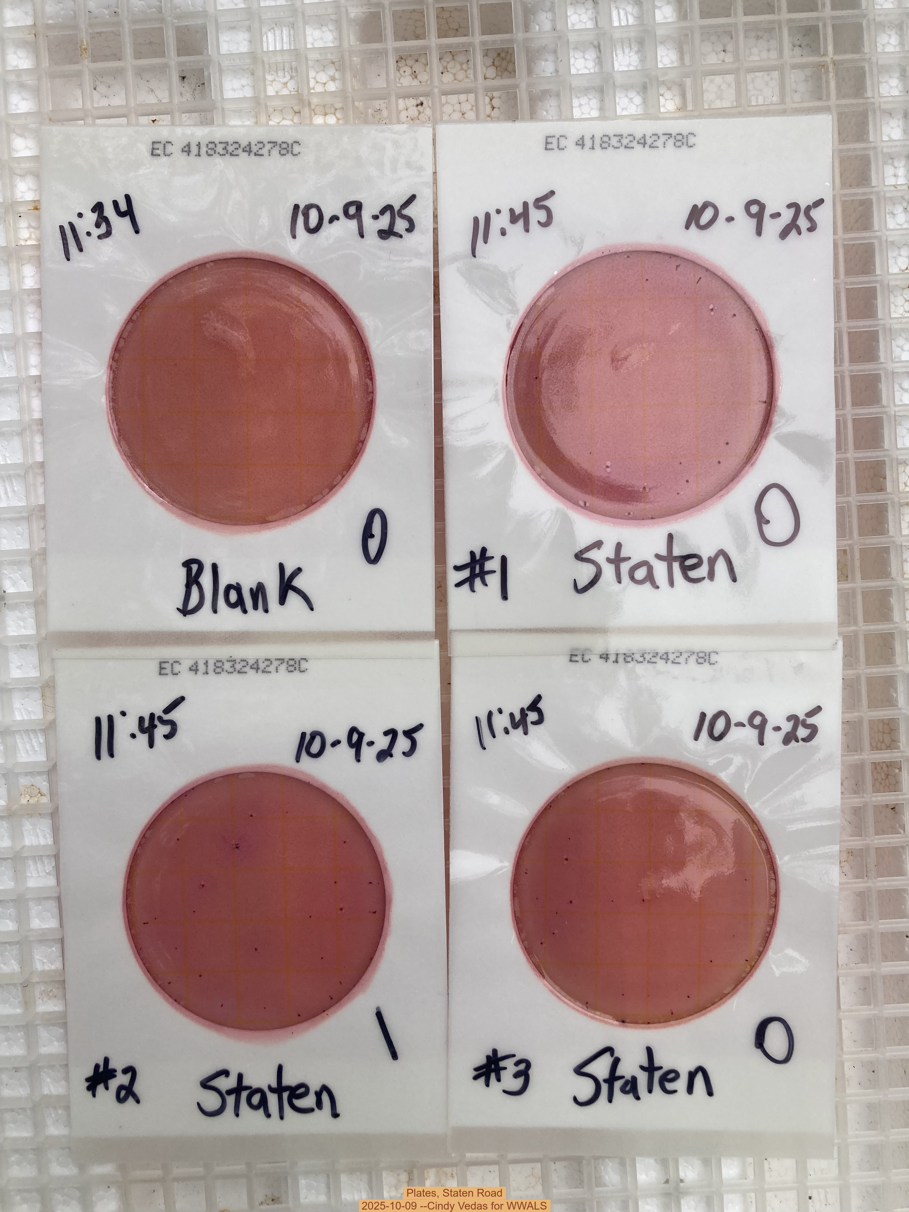 Plates, Staten Road 2025-10-09 --Cindy Vedas for WWALS