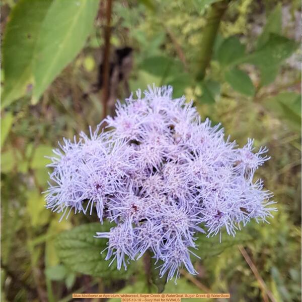 Blue Mistflower or Ageratum, whiteweed, Sugar Creek @ WaterGoat, Sugar Creek @ WaterGoat 2025-10-10